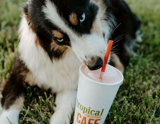 Pet Friendly Tropical Smoothie Cafe Columbia