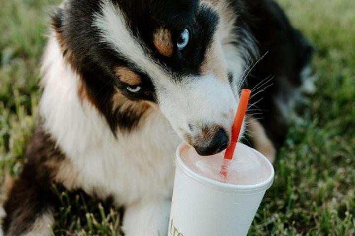 Pet Friendly Tropical Smoothie Cafe Tallahassee