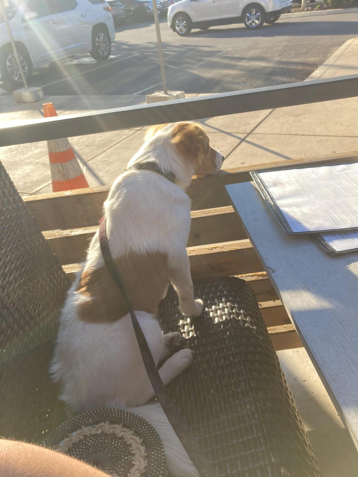 Stone Werks Big Rock Grille Culebra Commons Pet Policy