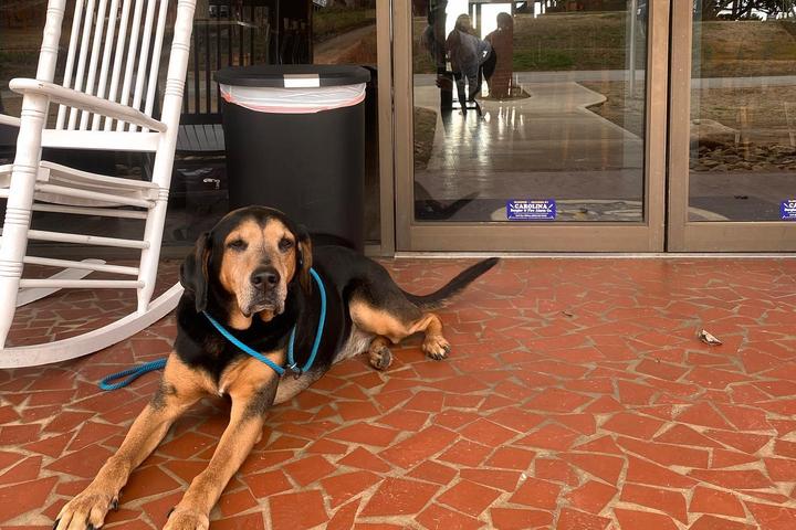Pet Friendly Brews at the Square