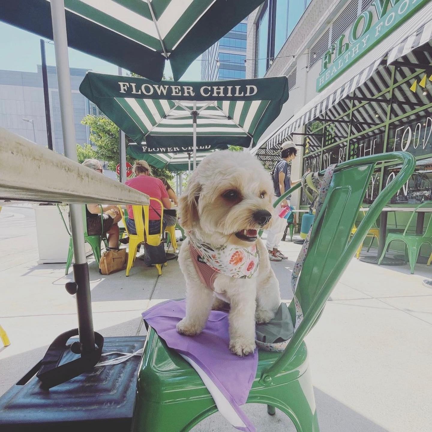 Flower Child Uptown Pet Policy