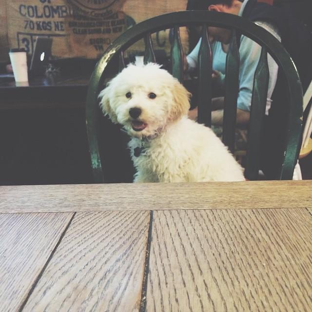 Dog Friendly Coffee Shops In Tacoma Wa Bringfido