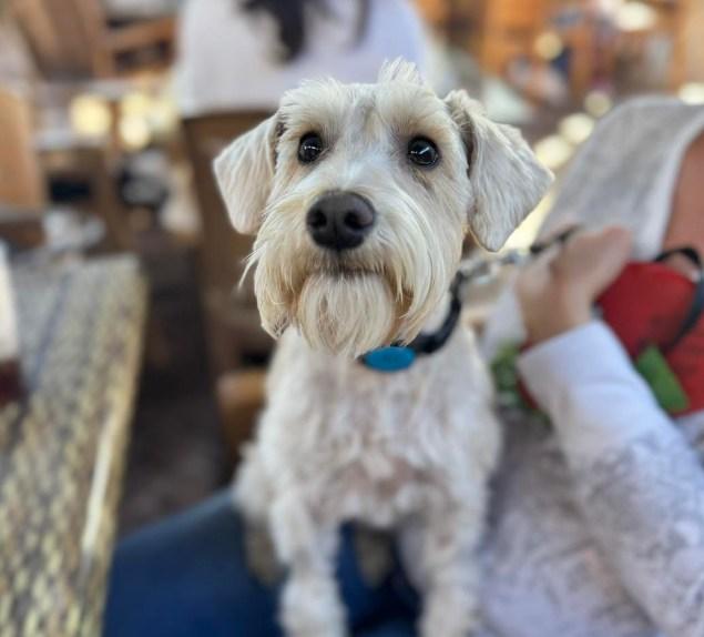 Pet Friendly Andele's Dog House