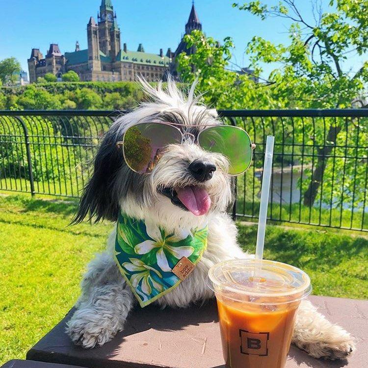 Dog Friendly Restaurants In Ottawa On - Bringfido