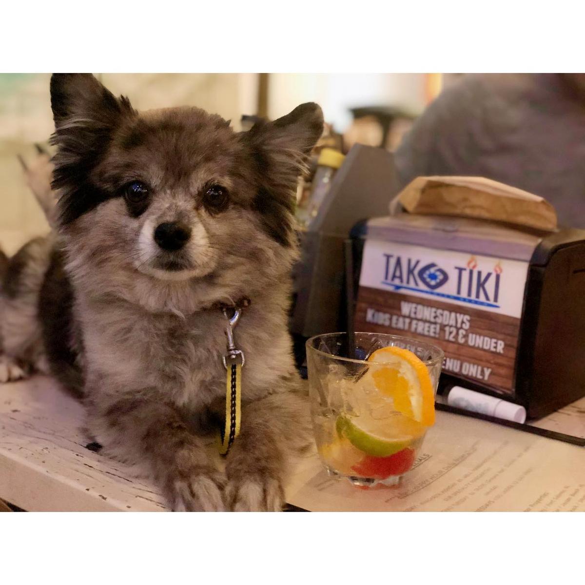 ドッグフード tomoka-hiroto Insect-based kibble for dogs – Tomojo