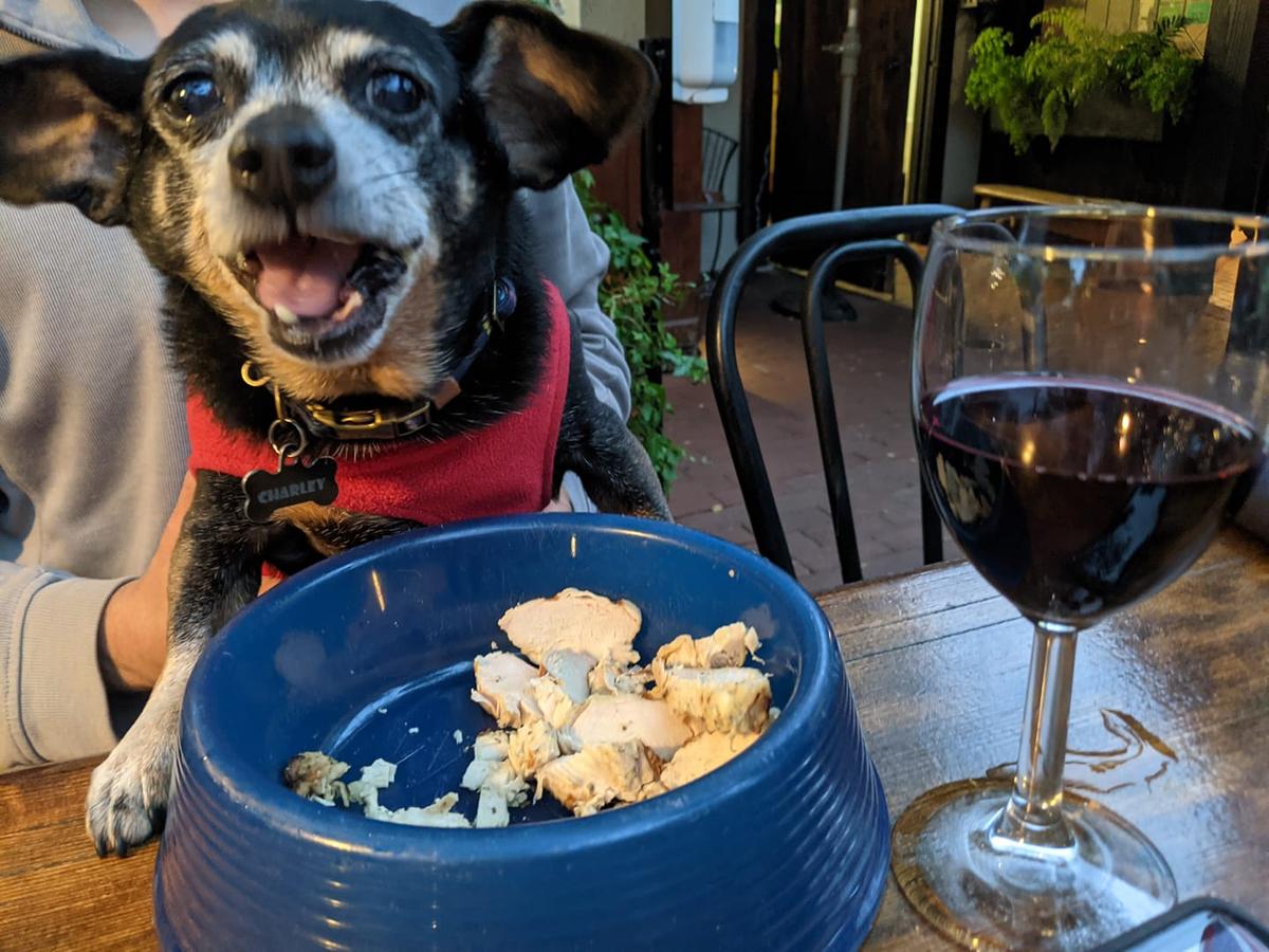 Dog friendly eating places near me sale