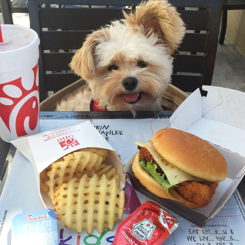 does chick fil a allow dogs
