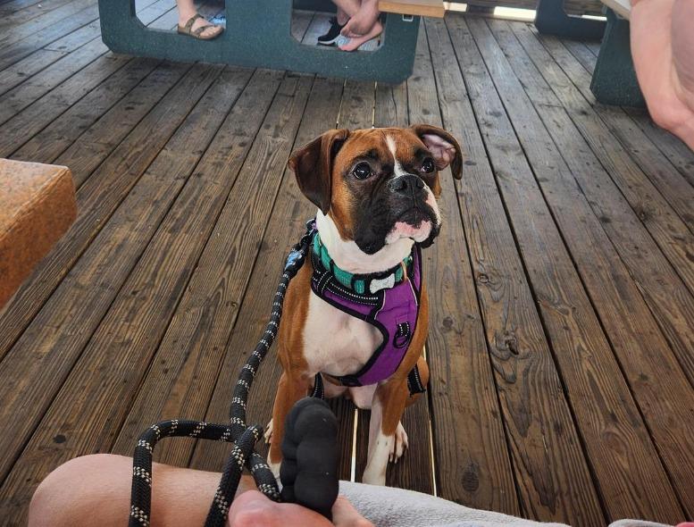 Pet Friendly Pineapple Willy's