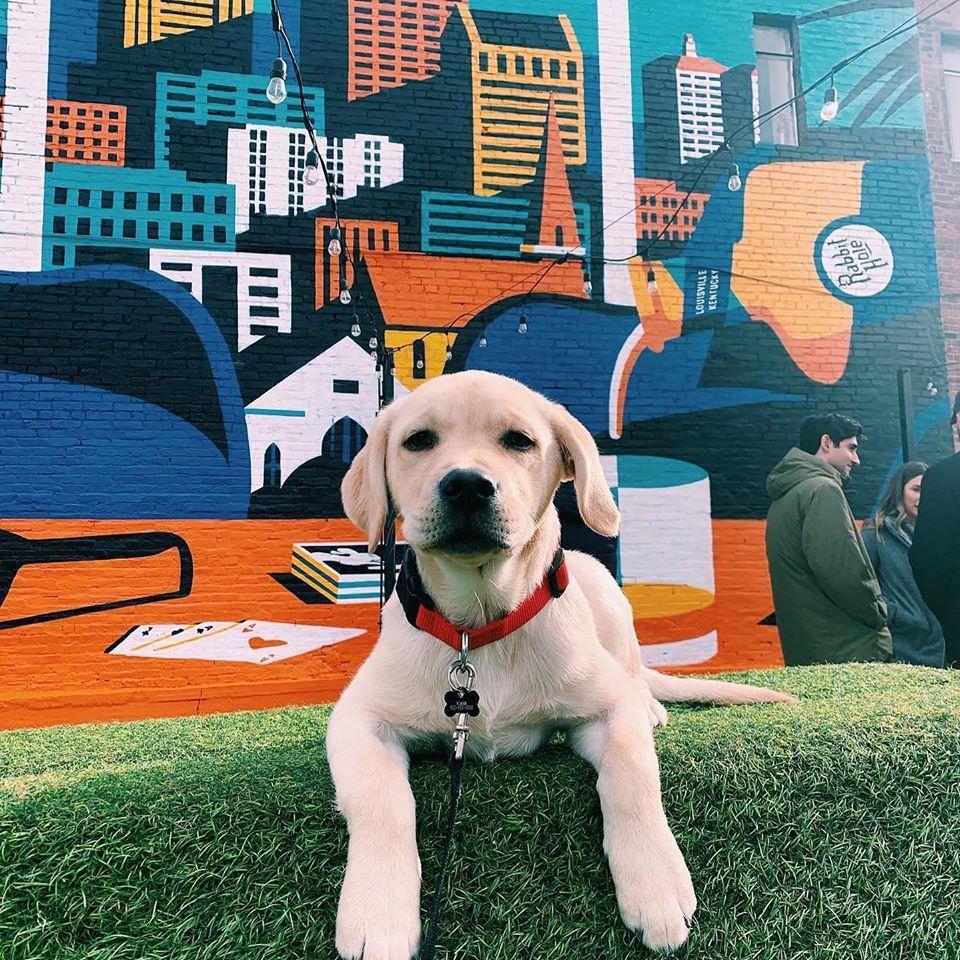 Dog-friendly businesses in Louisville - LOUtoday