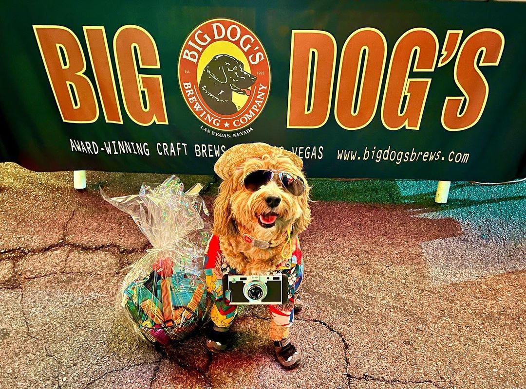 Pet Friendly Big Dog's Brewing Co.