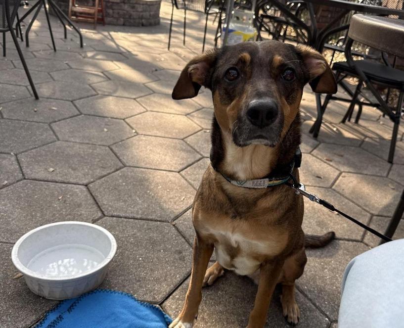 Pet Friendly Three Birds Tavern