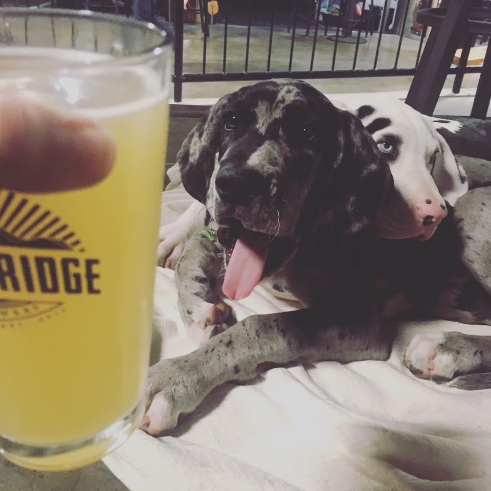 Pet Friendly Soaring Ridge Craft Brewers