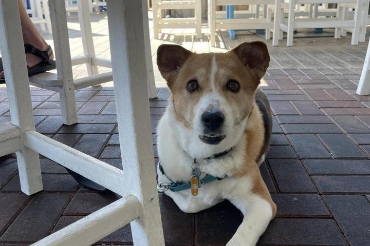 Pet Friendly The Lake House Bar & Grill