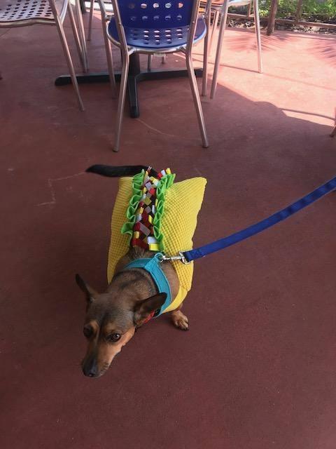 Chuy's pet store online