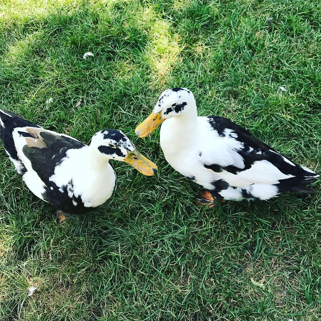 Pet Friendly Spotted Duck
