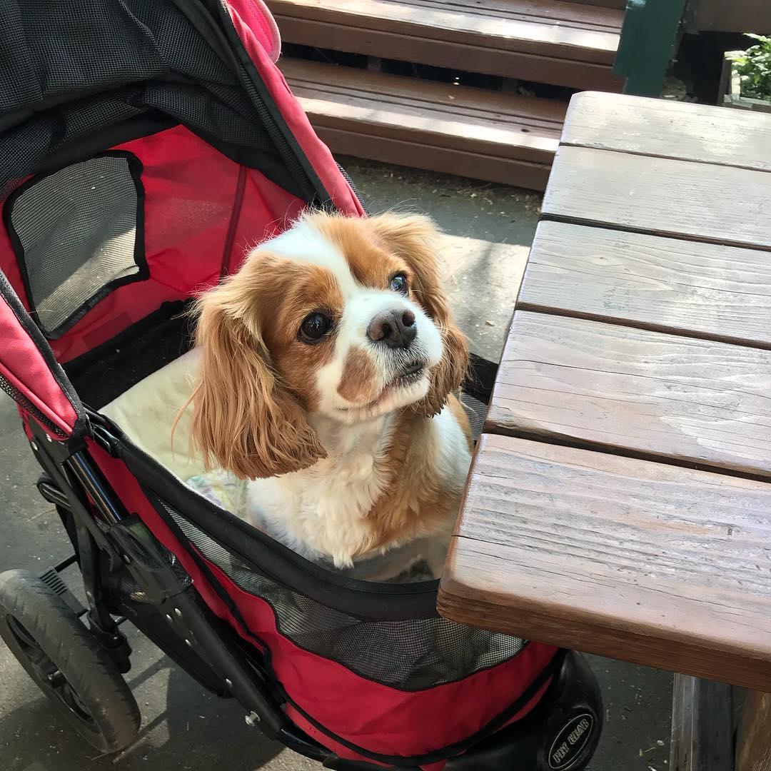 The Rock of Twain Harte Is Pet Friendly