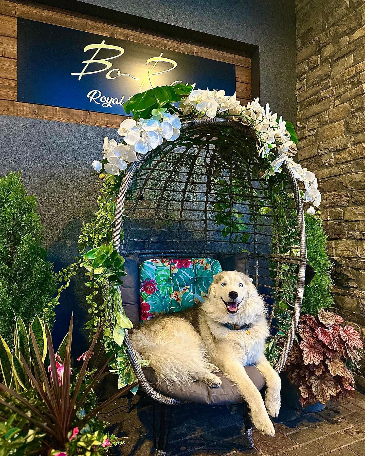 Pet Friendly Boran Royal Thai Cuisine