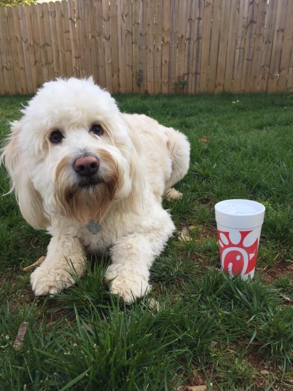 can dogs have chick fil a