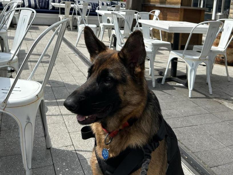 Pet Friendly bartaco