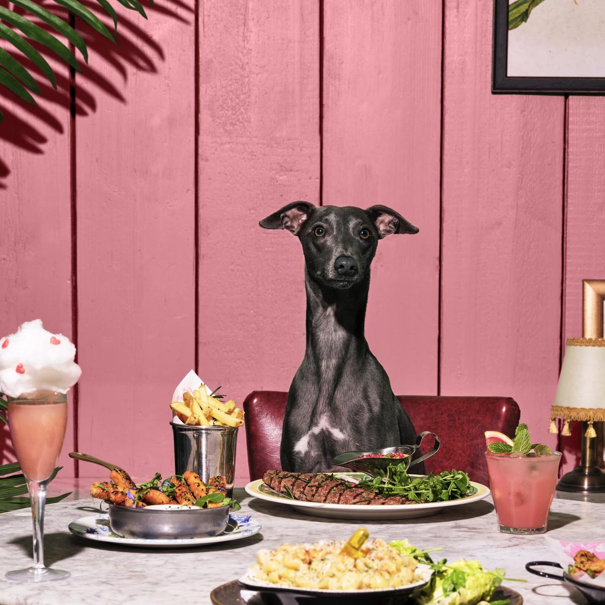 Bill s Birmingham Pet Policy bill-s-birmingham-pet-policy