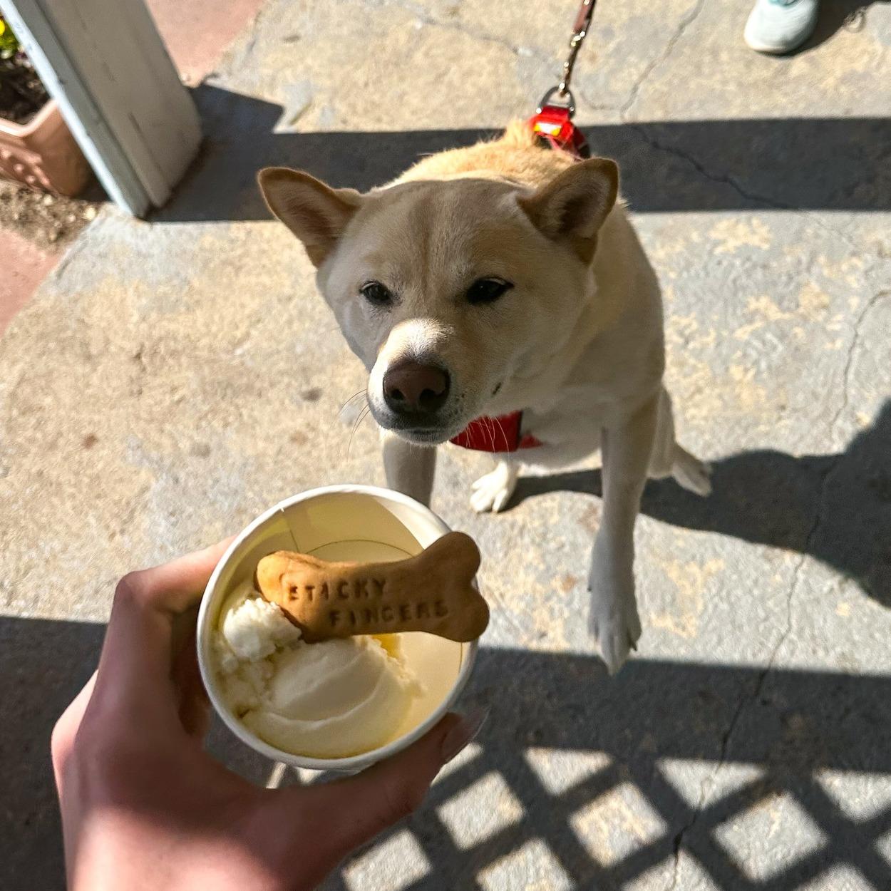 Pet Friendly Sticky Fingers Ice Cream Parlor