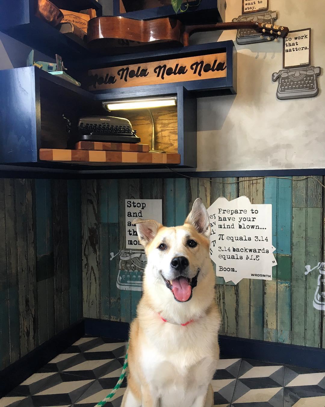 Pet Friendly District Donut and Coffee Bar