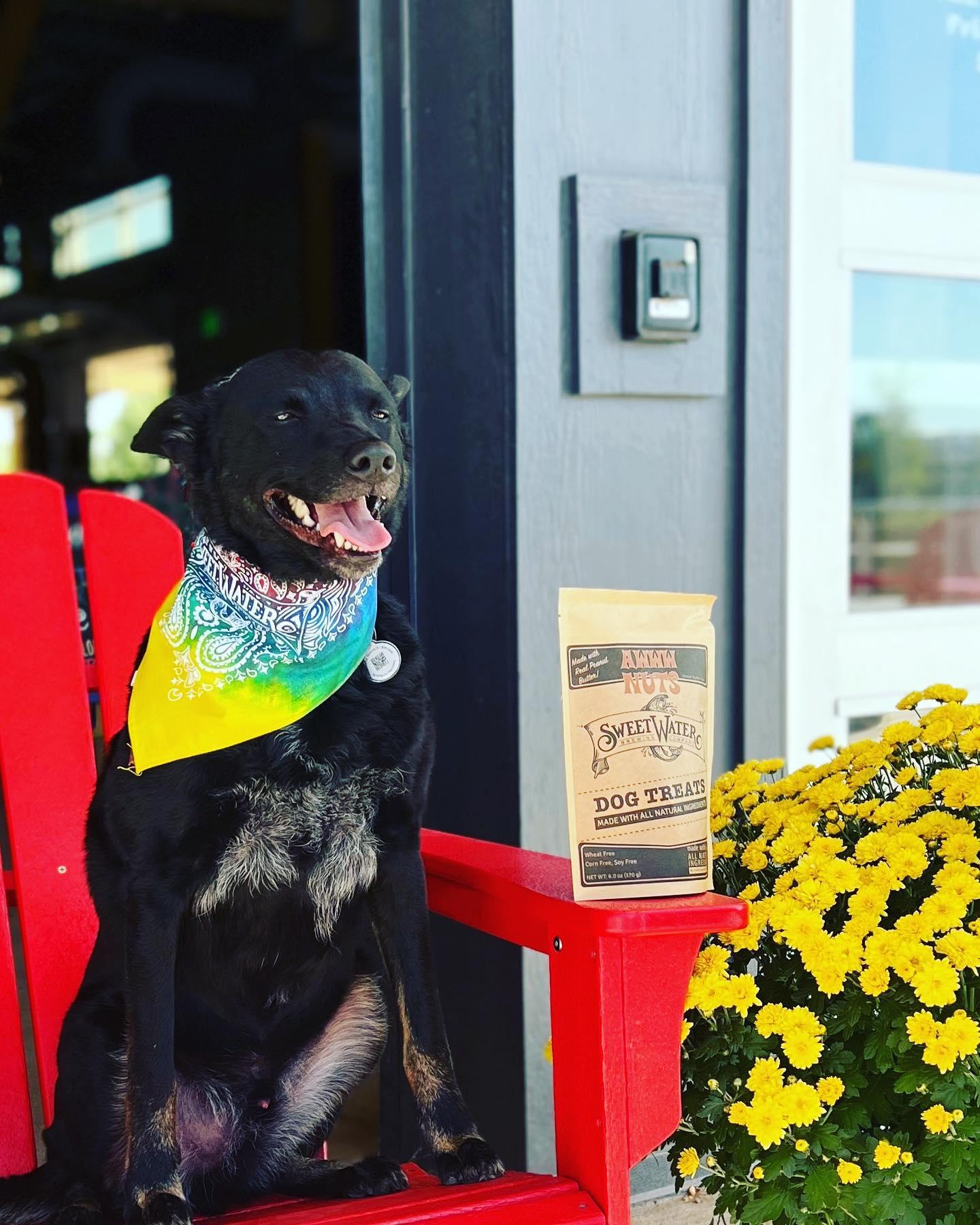 Pet Friendly SweetWater Brewing Company