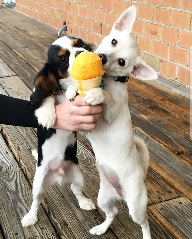 Cool Pup Ice Cream Cone Freezable Dog Chew Toy - Northwest Pets