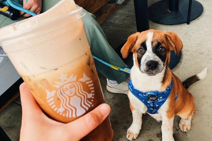 Pet Friendly Starbucks Warren