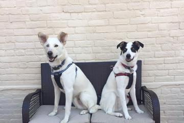 Dog Friendly Restaurants In Schenectady Ny Bringfido