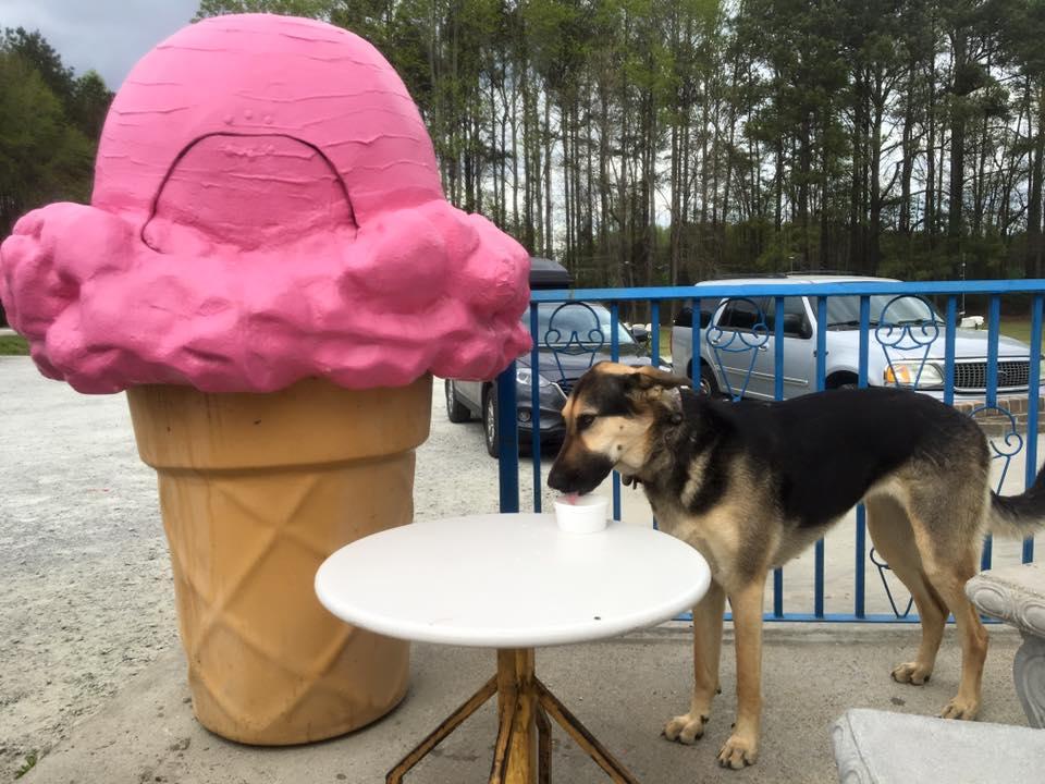 Pet Friendly Sunni Sky's Homemade Ice Cream