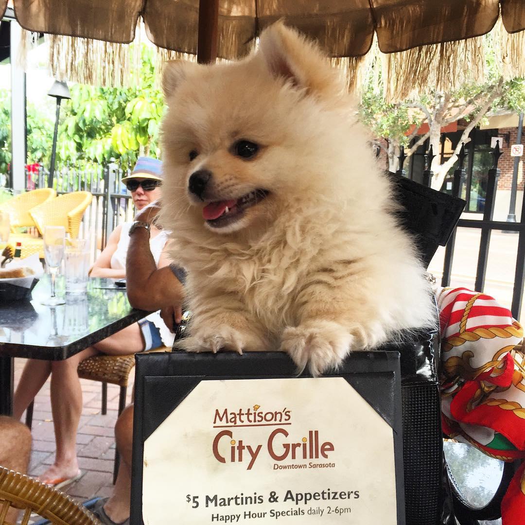 Mattison S City Grille Is Pet Friendly