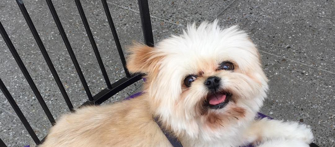 Picture of Sutter Street Grill, a dog-friendly restaurant in Folsom. Photo via @emi_girl523. Picture of Sutter Street Grill, a dog-friendly restaurant in Folsom. Photo via @emi_girl523.