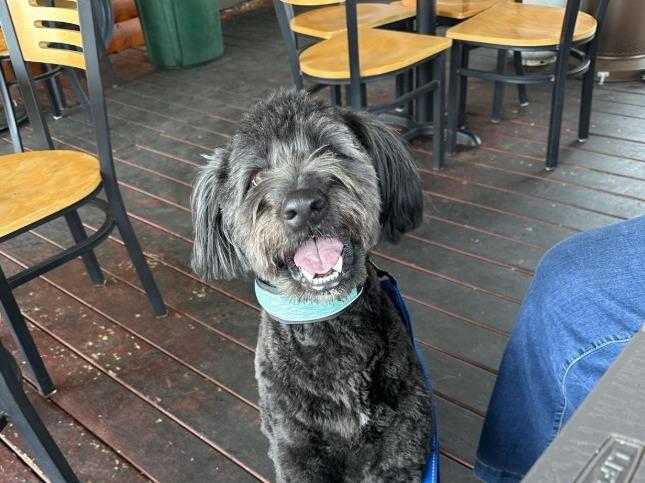Pet Friendly Boss Hogg's BBQ Shack