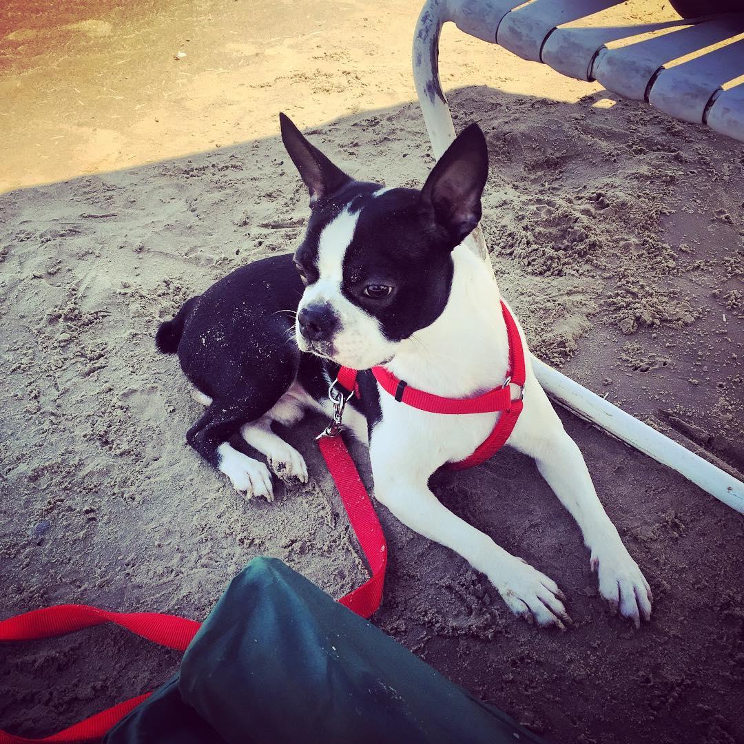 Dog Friendly Restaurants in South Padre Island, TX BringFido