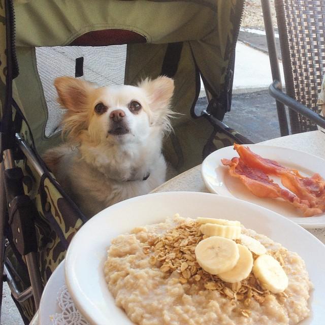 breakfast dog friendly near me