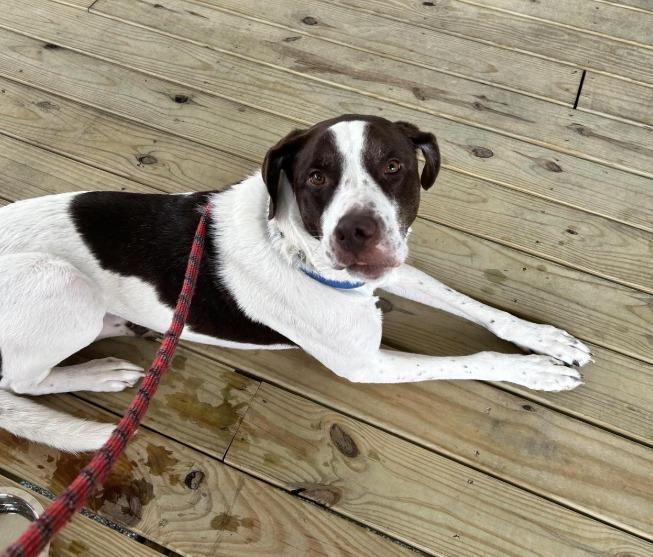 Pet Friendly The Carriage Wine and Market: Dauphin Island