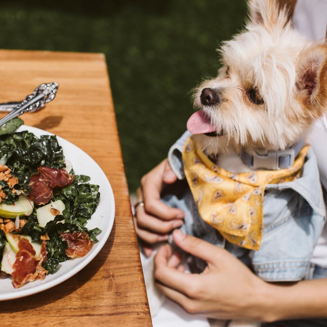 Dog fashion friendly chain restaurants