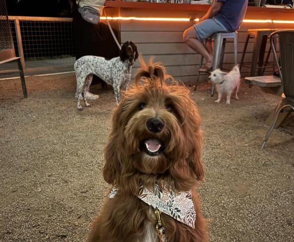 Pet Friendly Woodshed Smokehouse