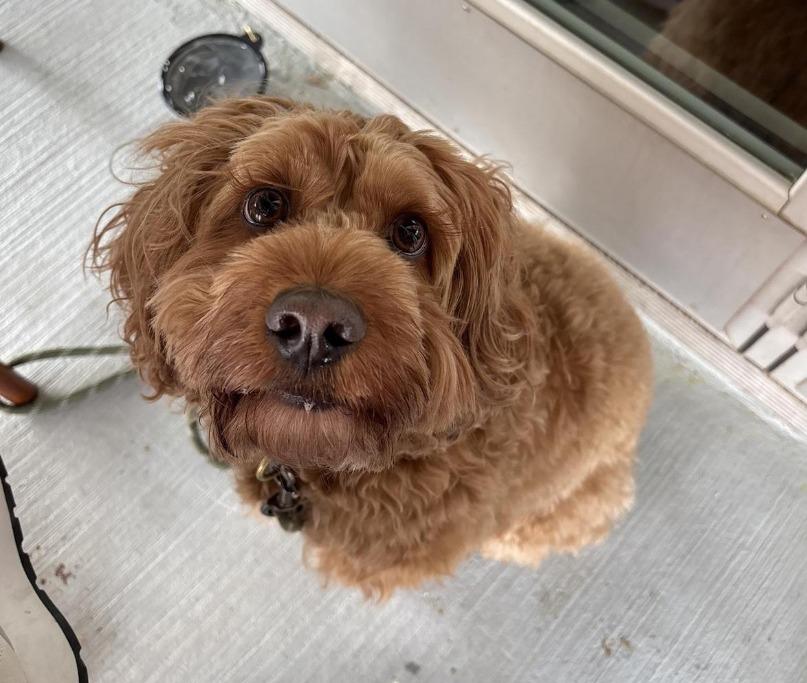 Pet Friendly Hickory Tavern