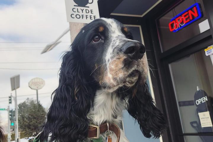 Pet Friendly Clyde Coffee