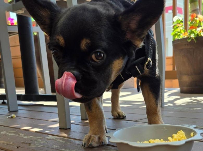 dugdagii 招き猫　cibone voild Shoyeido Small Cat Porcelain Incense Burner – zen minded