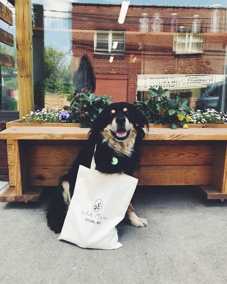 Coffee shop dog store friendly near me