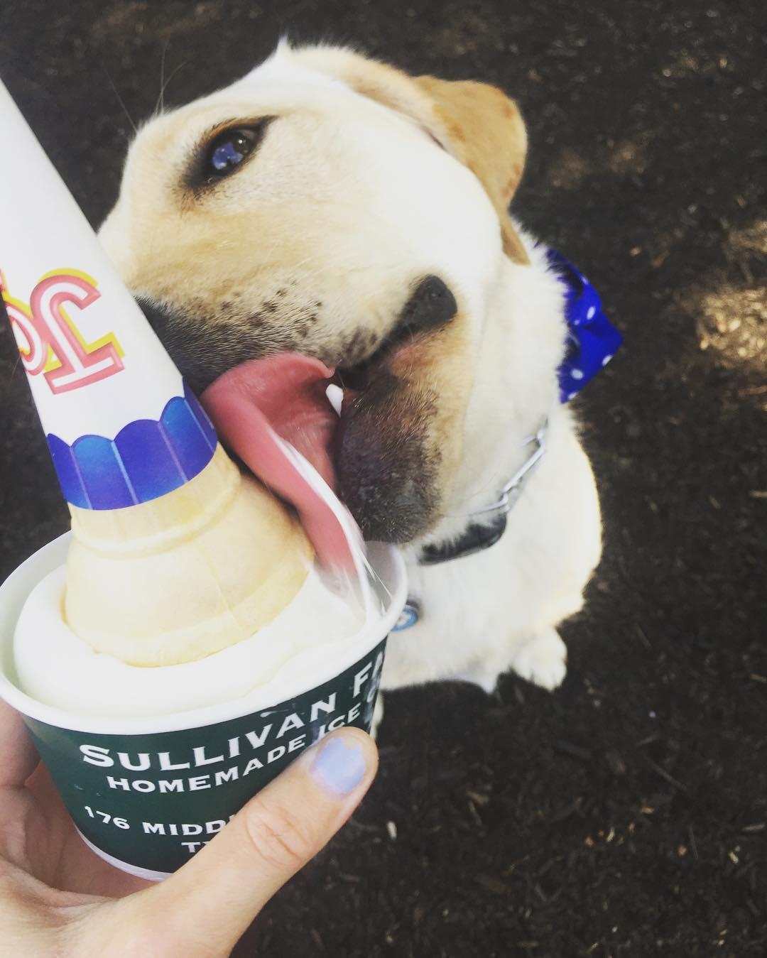 Pet Friendly Sullivan Farms Ice Cream