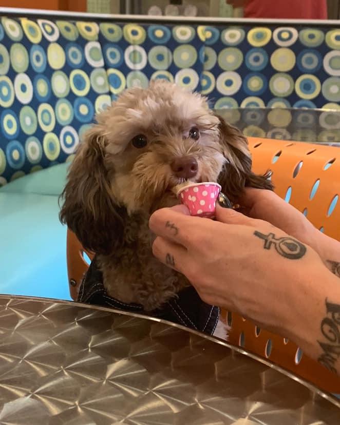 YoLo Frozen Yogurt Pet Policy