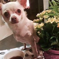 Dog Friendly Restaurants In Scranton Pa Bringfido