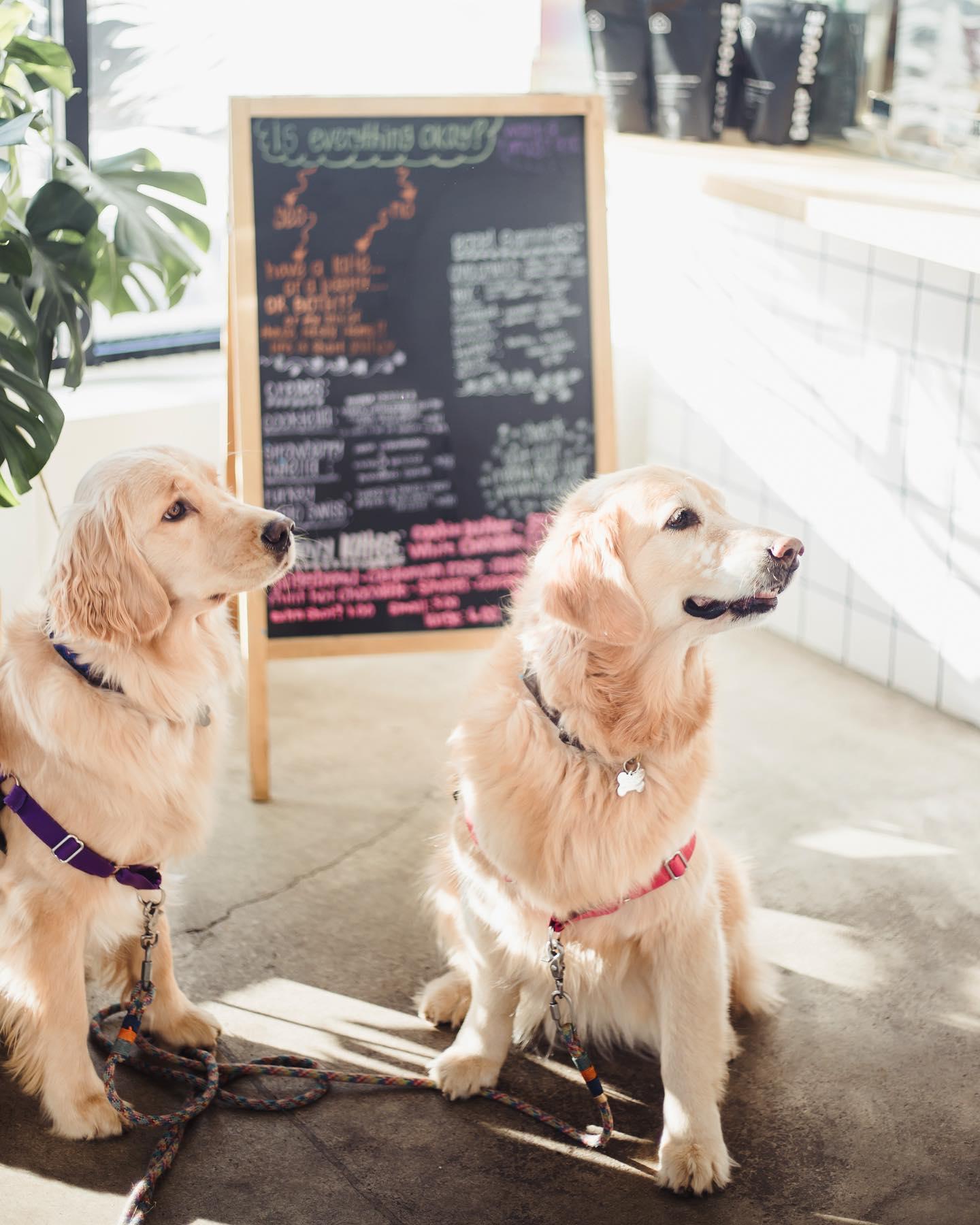 Pet Friendly The Drip House Coffee Co