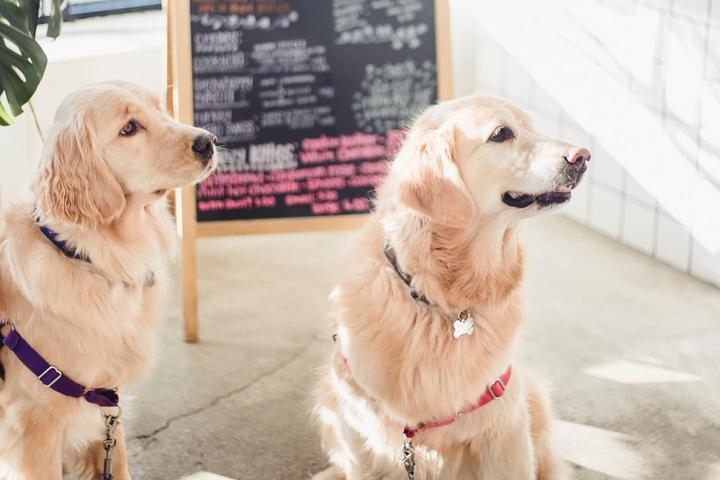 Pet Friendly The Drip House Coffee Co