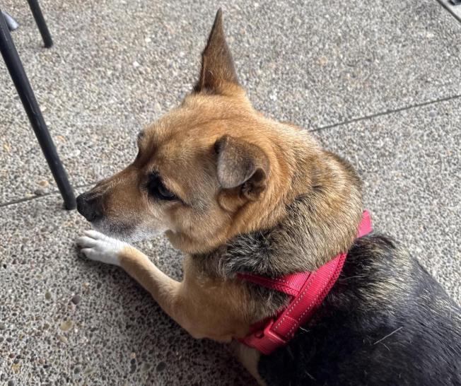 Pet Friendly Dad's Pub & Grub