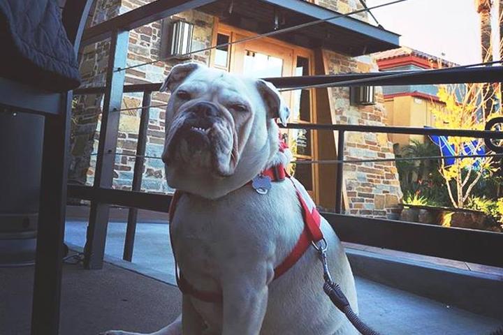 Pet Friendly Lazy Dog Restaurant & Bar